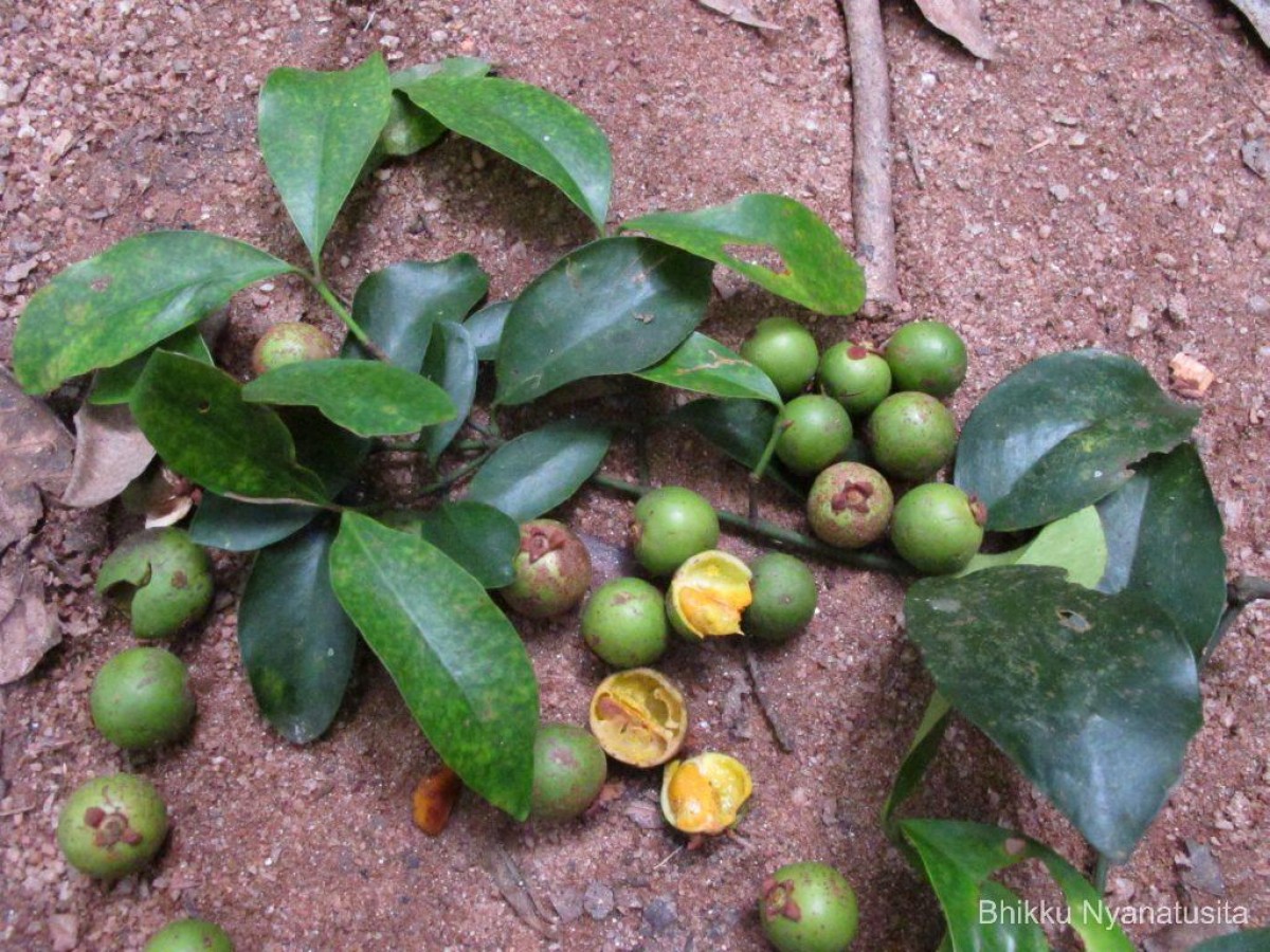 Garcinia cambogioides (Murray) Headland